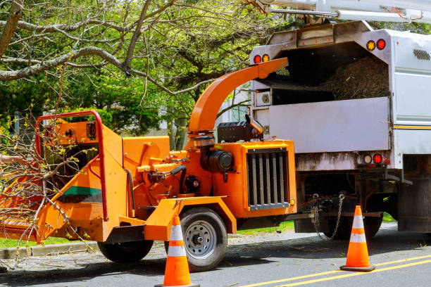 Professional Tree Services in Brewster, WA