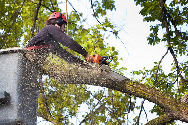 Best Firewood Processing and Delivery  in Brewster, WA